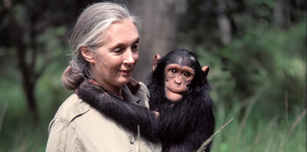 Jane Goodall (1934 – 2025)